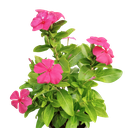 Sadaphuli, Vinca, Catharanthus roseus