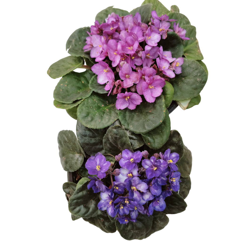 African Violet, Saintpaulia ionantha