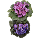 African Violet, Saintpaulia ionantha