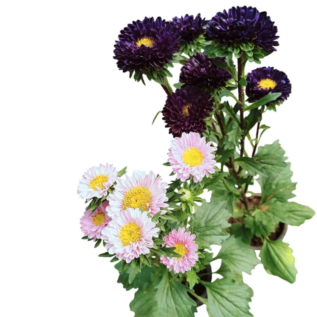 Aster, Callistephus chinensis