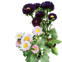 Aster, Callistephus chinensis