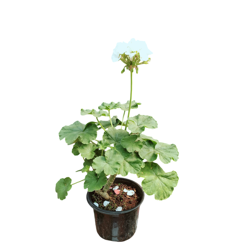 Geranium, Pelargonium X hortorum
