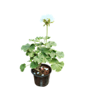 Geranium, Pelargonium X hortorum