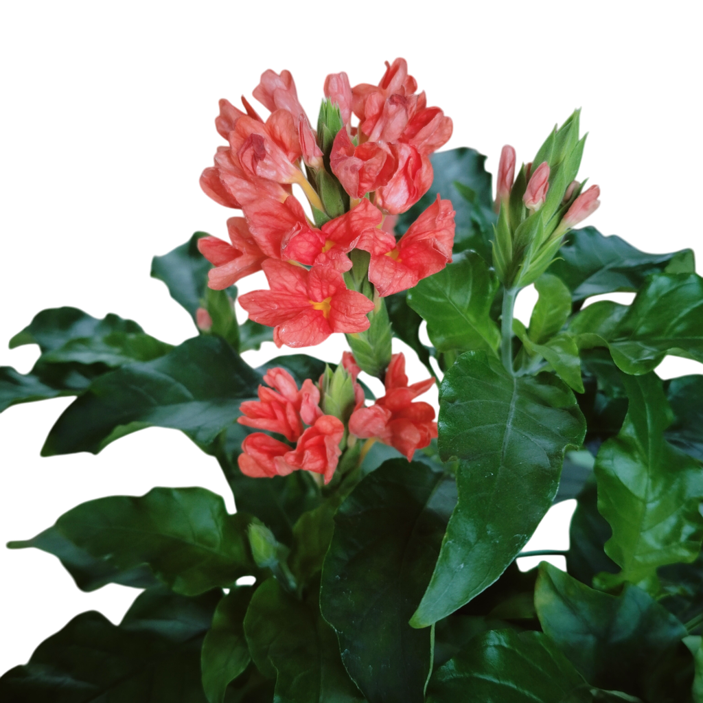 Red aboli,  firecracker flower, Crossandra nilotica