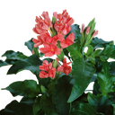 Red aboli,  firecracker flower, Crossandra nilotica