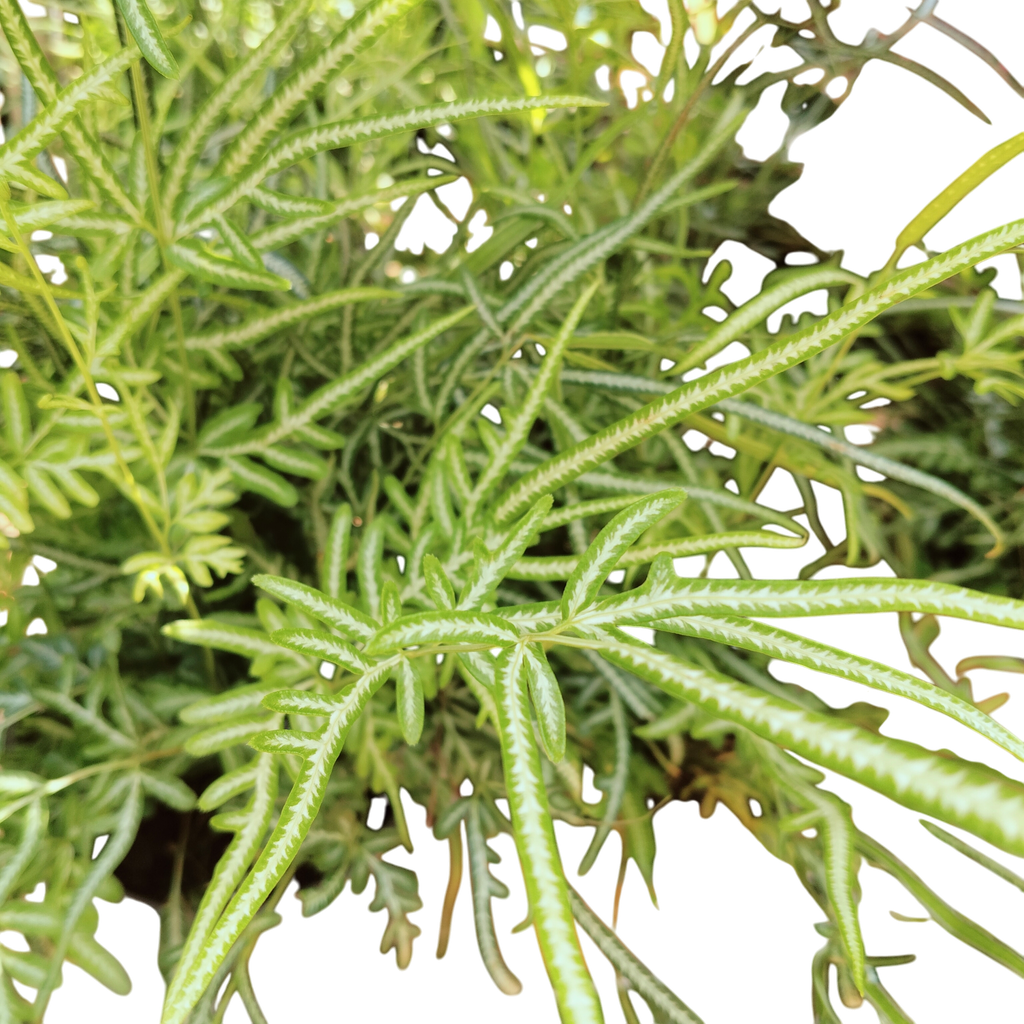 Silver Lace Fern, Pteris ensiformis ‘Evergemiensis’