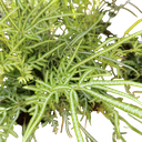 Silver Lace Fern, Pteris ensiformis ‘Evergemiensis’