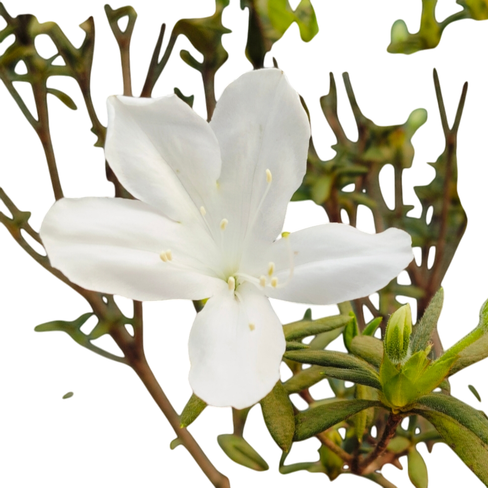 White, Azelea hybrid 