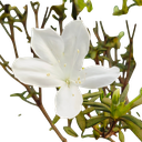 White, Azelea hybrid 