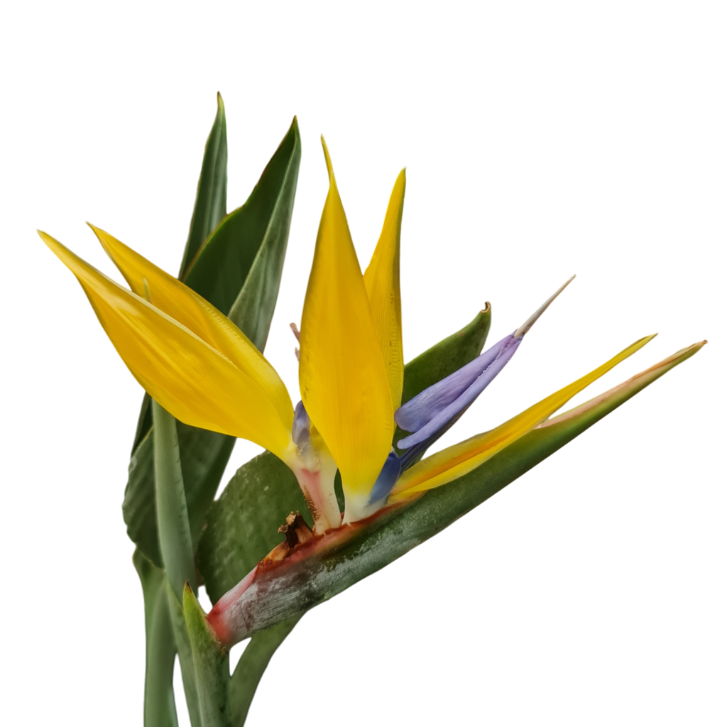 Yellow Bird of Paradise, Strelitzia reginae 'Mandela's Gold'