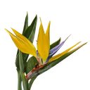 Yellow Bird of Paradise, Strelitzia reginae 'Mandela's Gold'