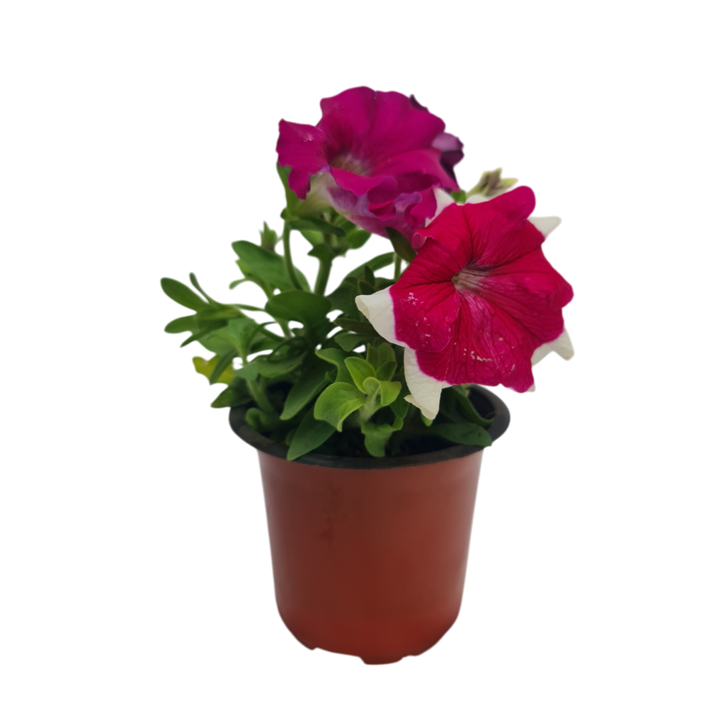 Petunia grandiflora