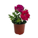 Petunia grandiflora