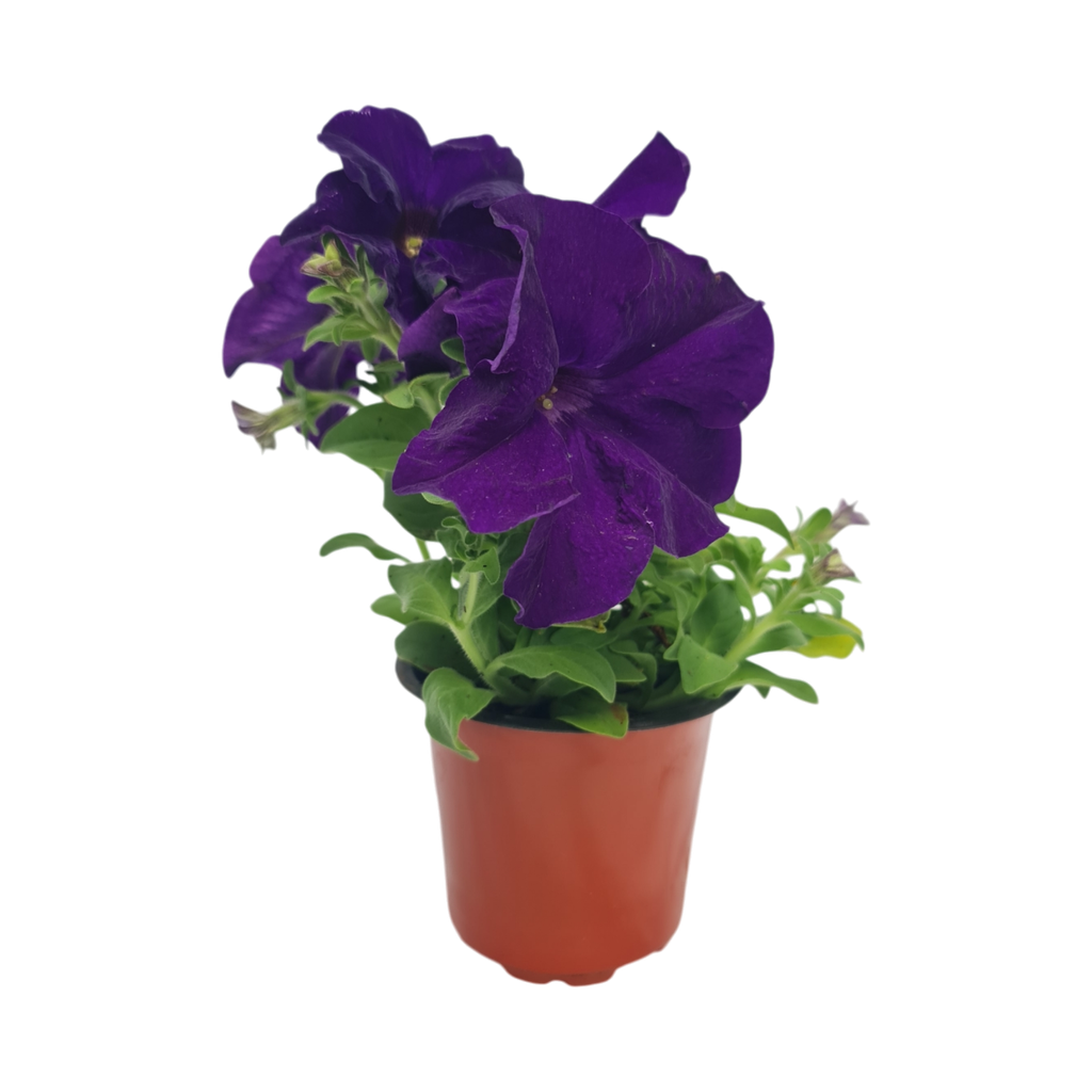 Petunia grandiflora