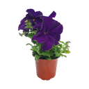 Petunia grandiflora