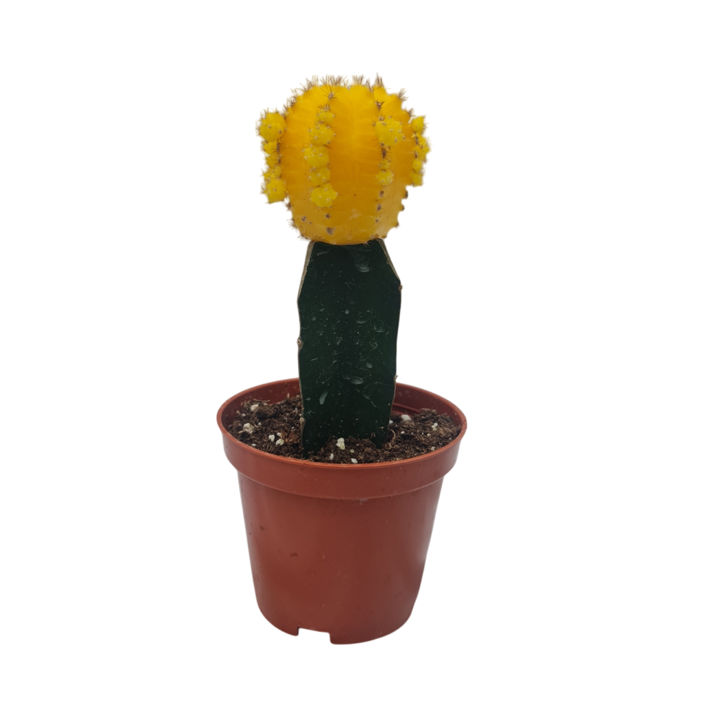 Moon cactus, Gymnocalycium Mihanovichii