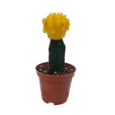 Moon cactus, Gymnocalycium Mihanovichii