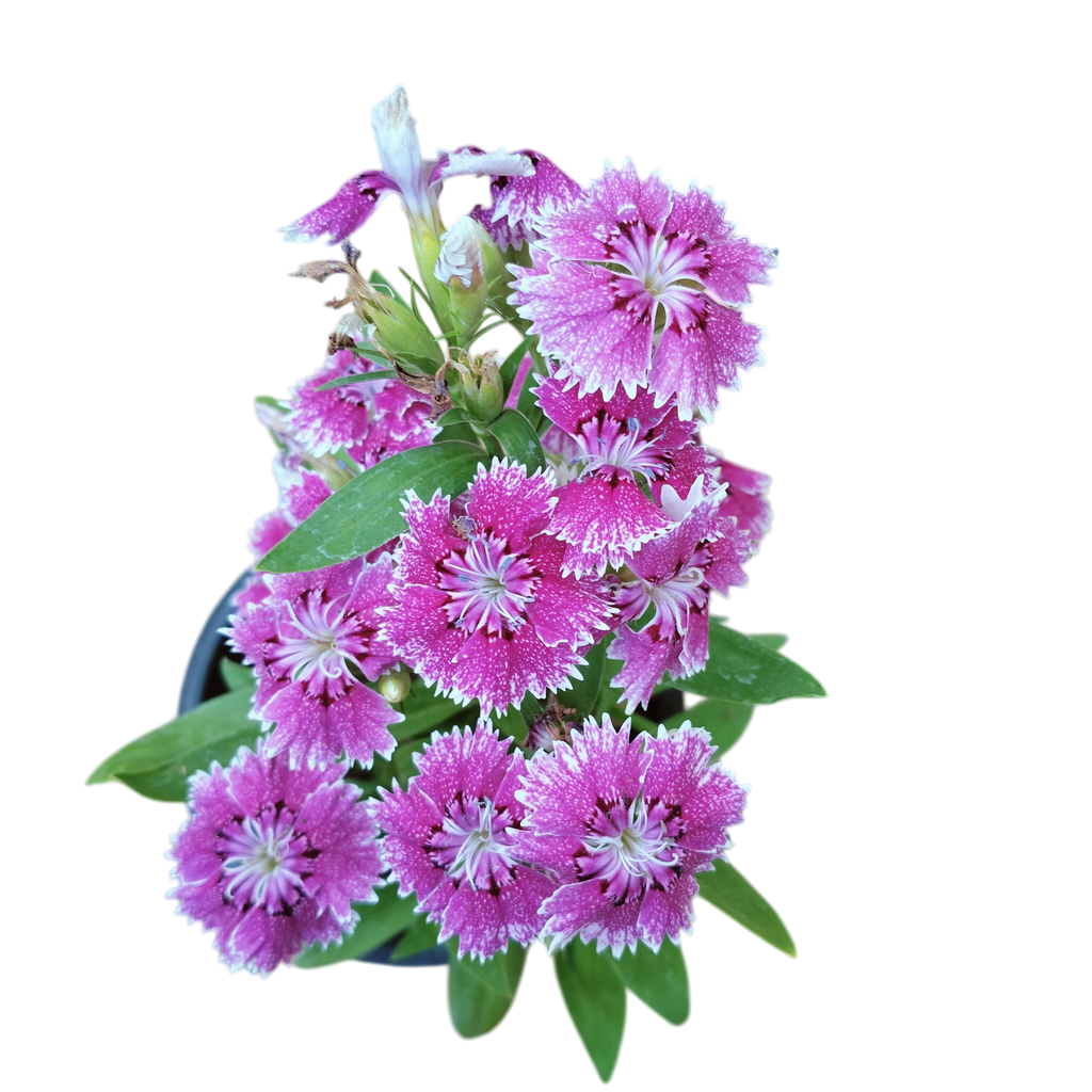 Rainbow pink, Dianthus chinensis