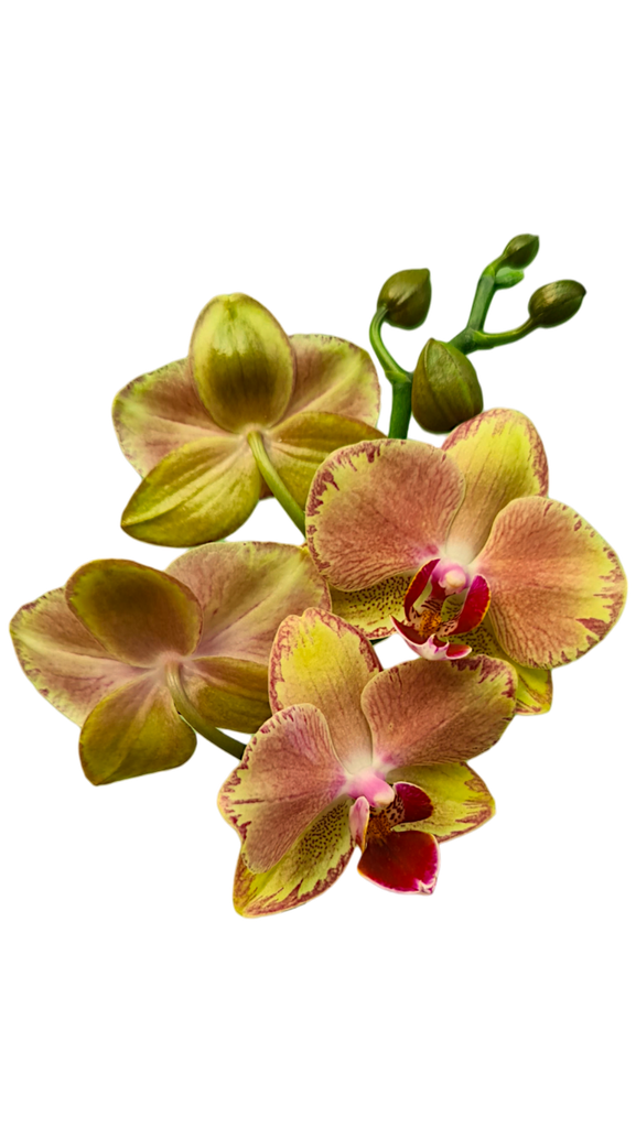 Orchids, Phalaenopsis hybrids