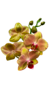 Orchids, Phalaenopsis hybrids