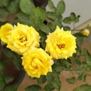 Rose miniture yellow
