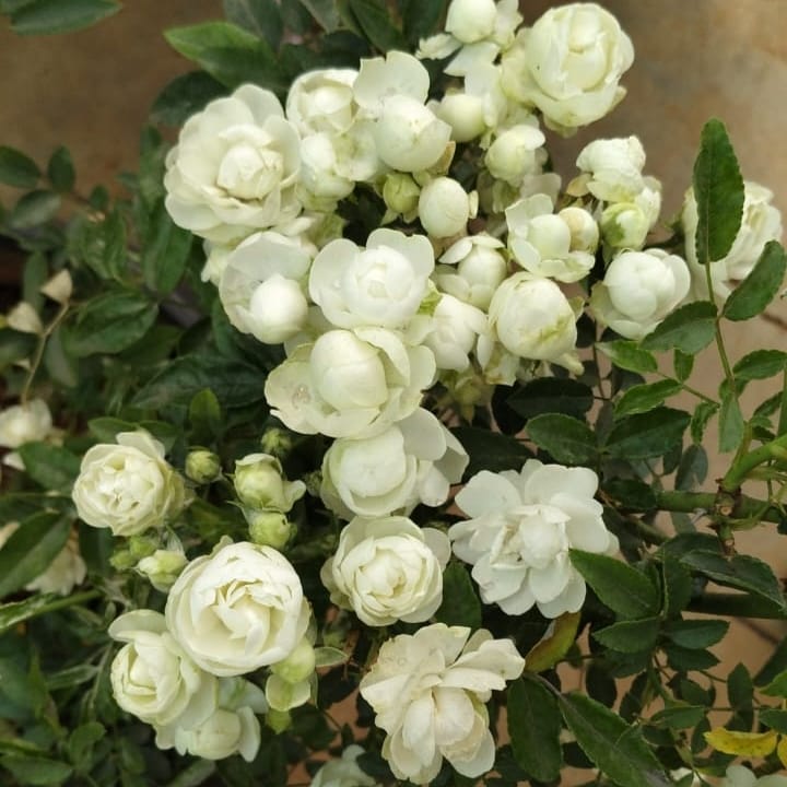 Rose 'Sne Princess'