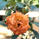 Rose 'Heartbeat'