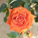 Rose ''Lovers Meeting''