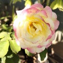Rose 'Double delight'