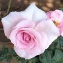 Rose Sudhanshu