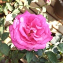 Rose 'Parole'