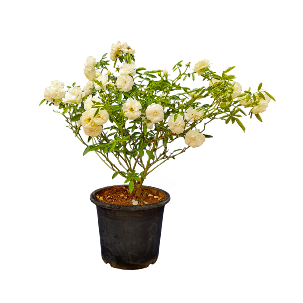 Rose floribunda summer snow
