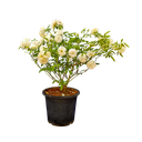 Rose floribunda summer snow