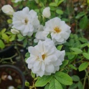 Rose floribunda summer snow