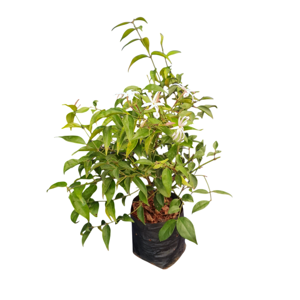 Kundh, Jasminum laurifolium