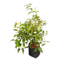 Kundh, Jasminum laurifolium