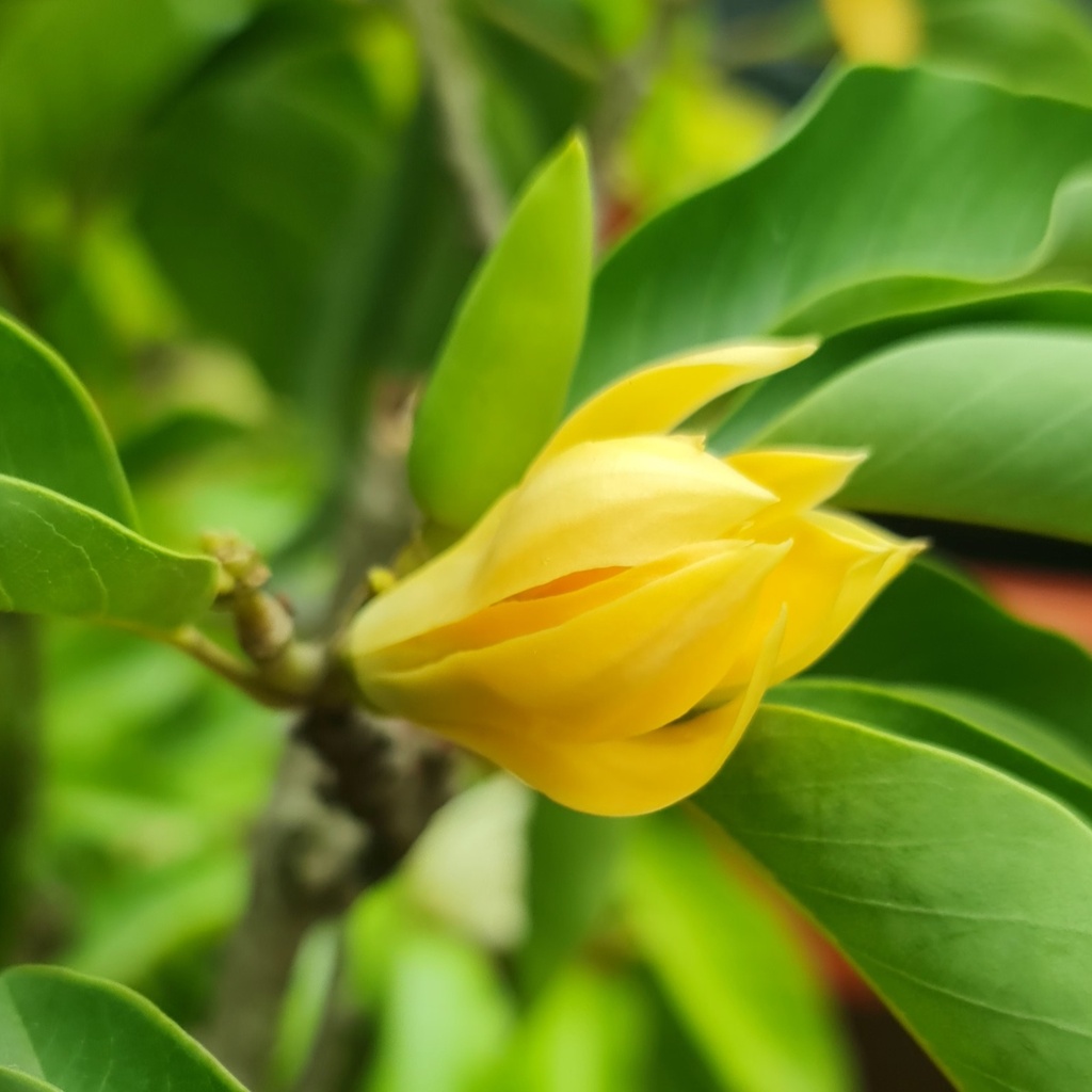 Yellow Sonchafa, Michelia champaka