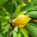 Yellow Sonchafa, Michelia champaka