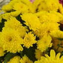 Shevanti, Chrysanthemum morifolium