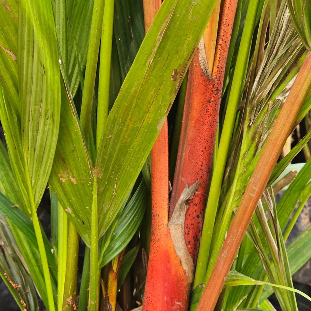 Red wax palm, Cyrtostachys renda