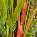 Red wax palm, Cyrtostachys renda