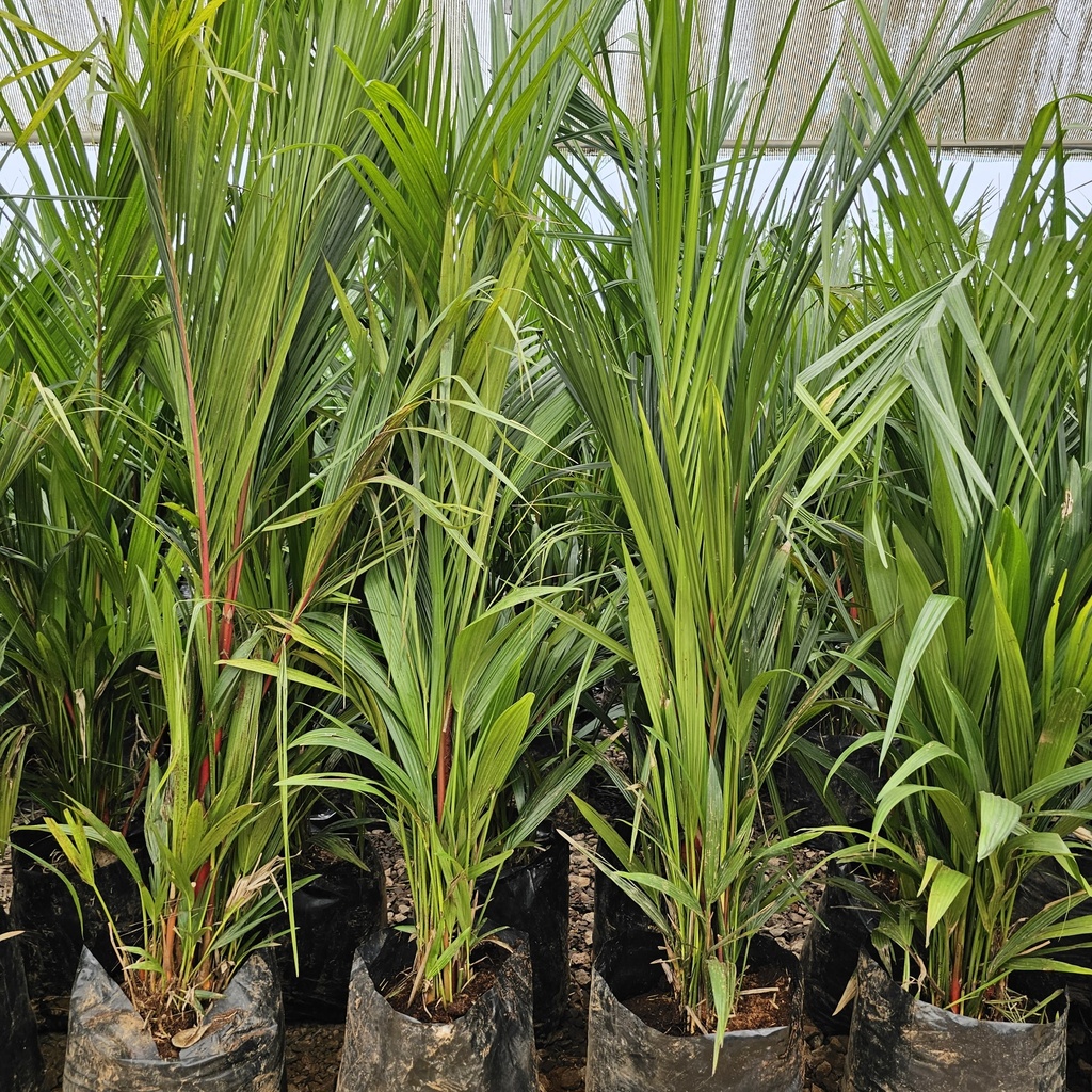 Red wax palm, Cyrtostachys renda