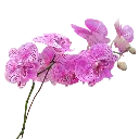 IMG_20250811_115544.webp