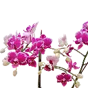 IMG_20250811_120412.webp