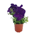 Petunia grandiflora (1).webp