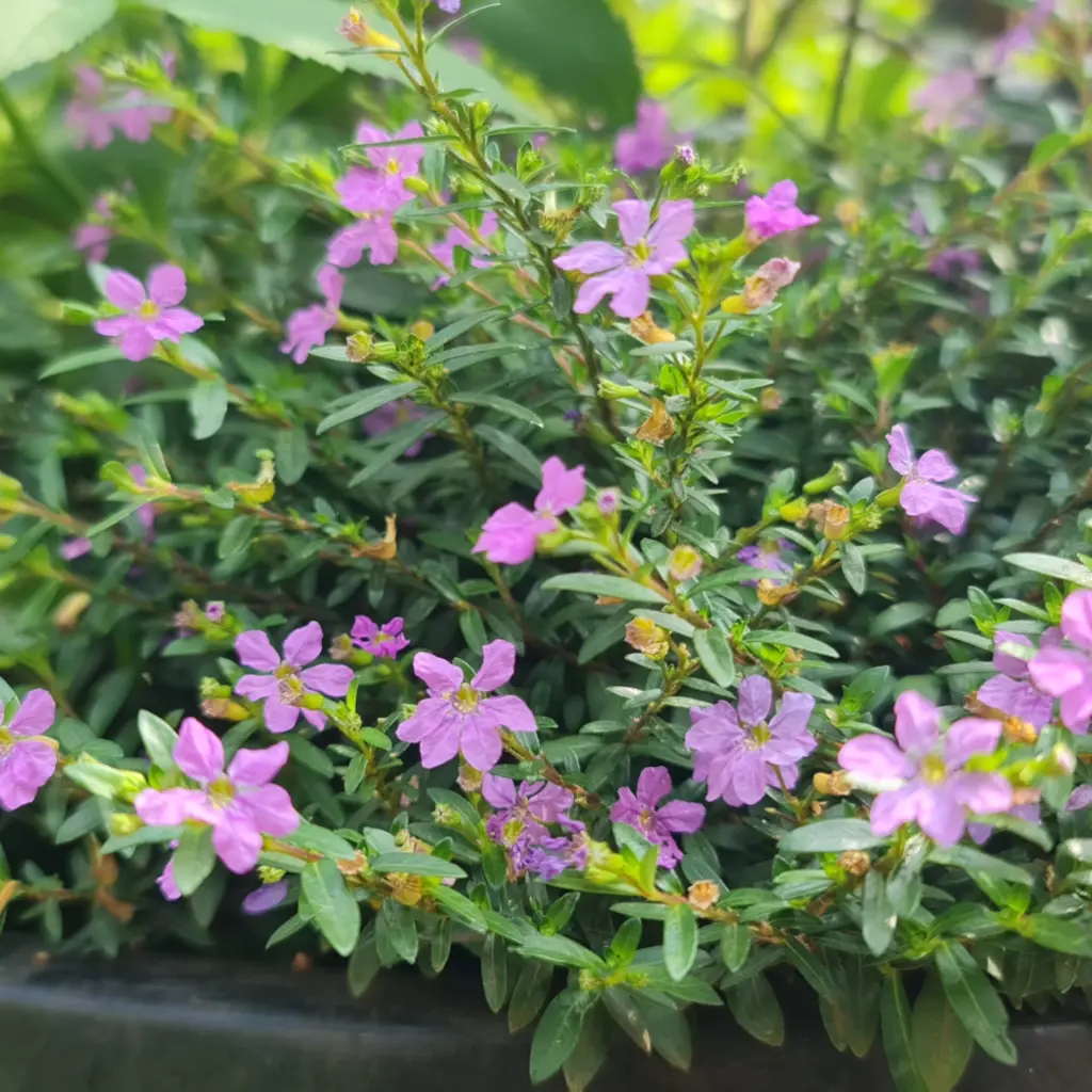 [PPLWS CUPU PT 0021 6.5L H012] Cuphea hyssopifolia purple (pt # 8'' 6.5L  ).webp