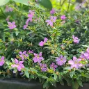 [PPLWS CUPU PT 0021 6.5L H012] Cuphea hyssopifolia purple (pt # 8'' 6.5L  ).webp