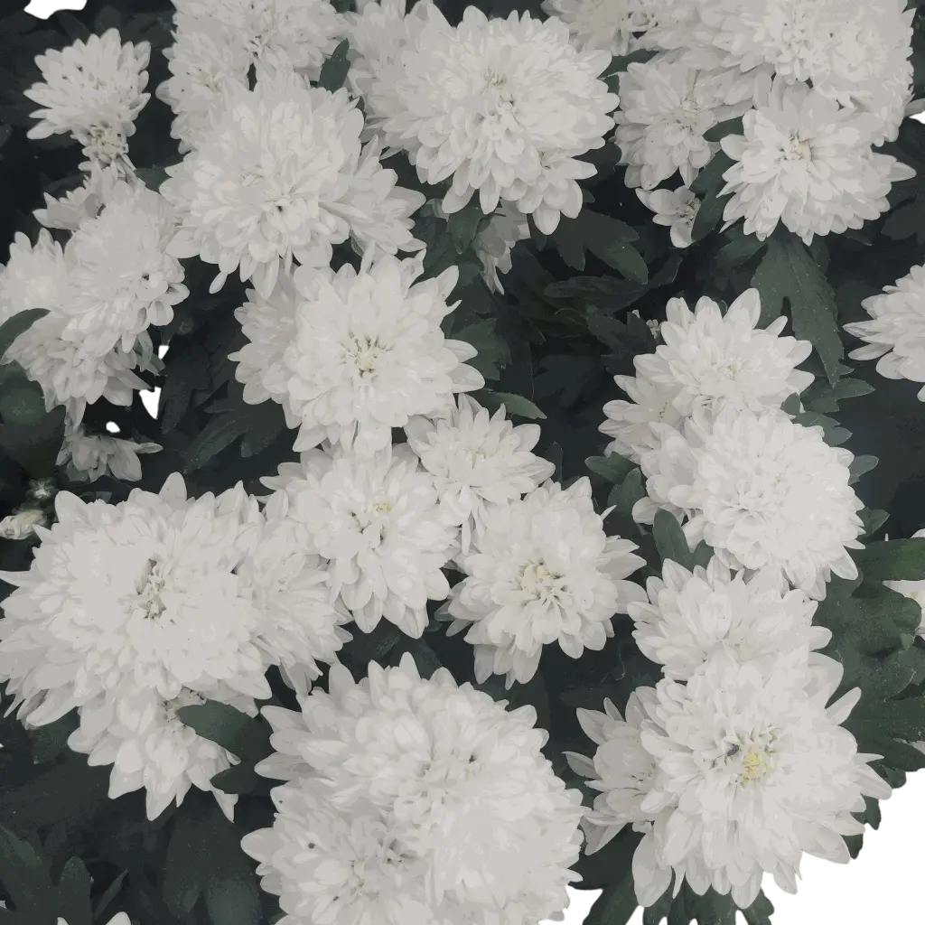 IMG_20250823_104414.webp