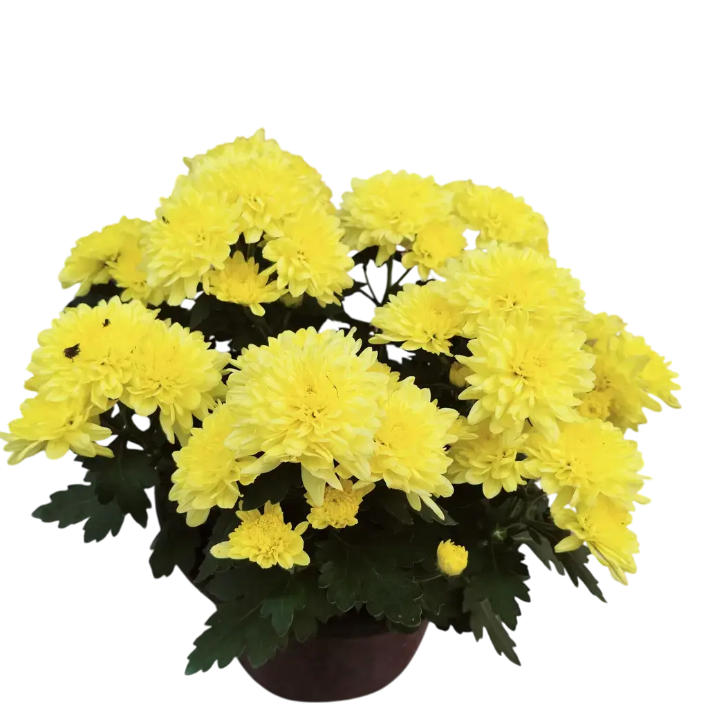 [PLAN CHMO PT 0013 1.6L H015] Shevanti Yellow, Chrysanthemum morifolium   .webp