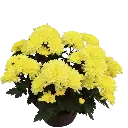 [PLAN CHMO PT 0013 1.6L H015] Shevanti Yellow, Chrysanthemum morifolium   .webp